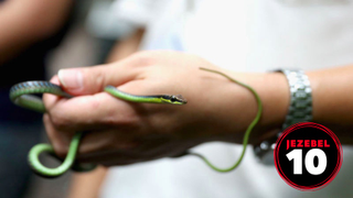 The Year in Snakes, Ranked